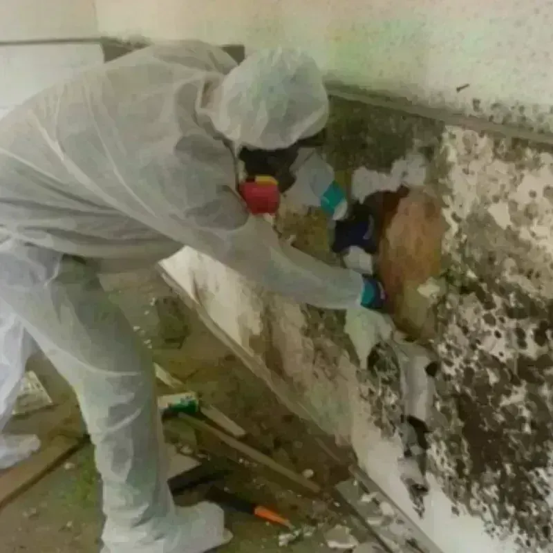 Mold Remediation and Removal in Laredo, TX